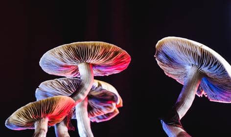 how much psilocybin is in a magic mushroom